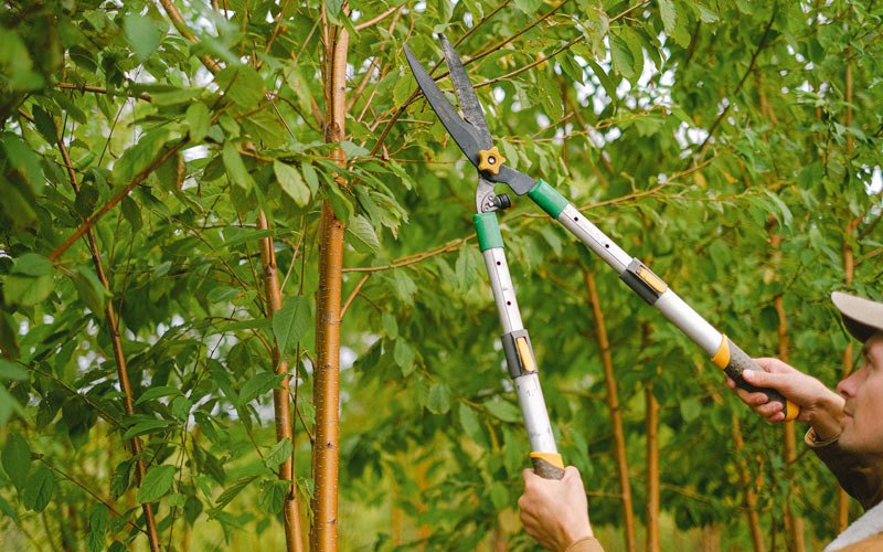 Tree trimming in Chadron, NE